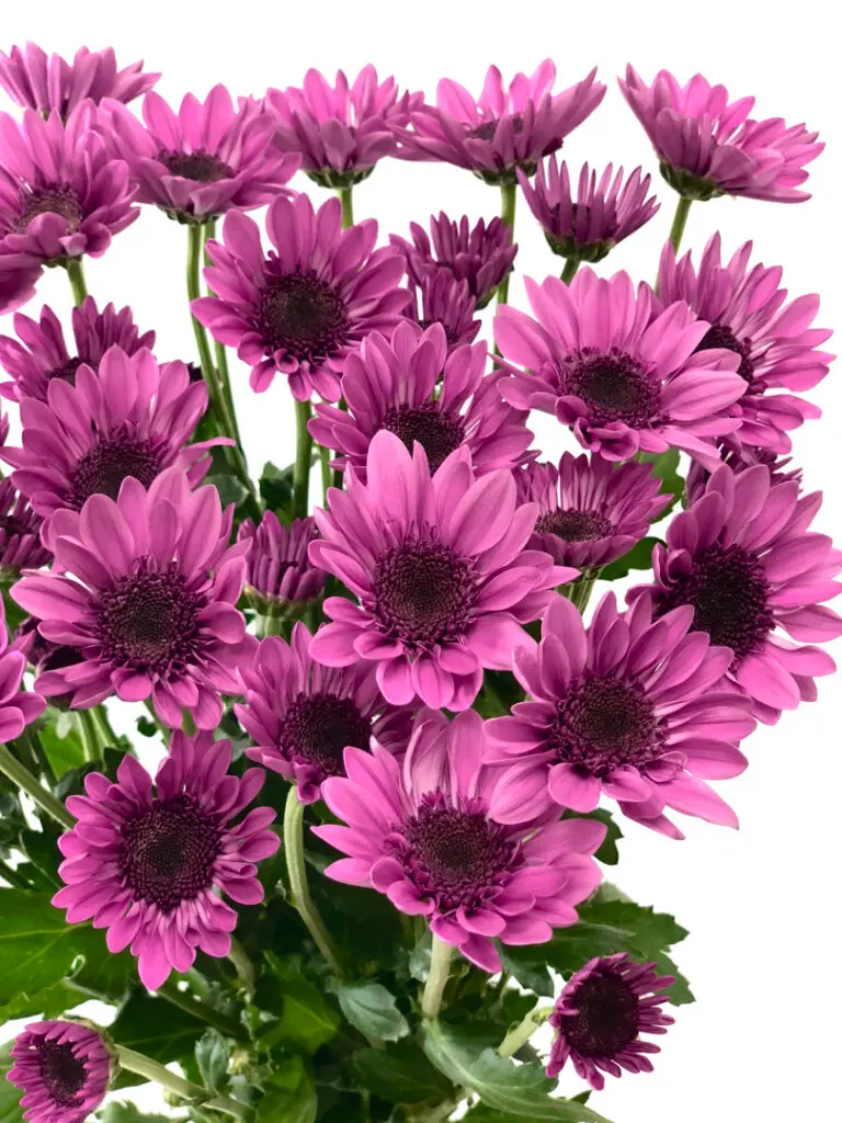 Chrysanthemums Pink Amaze Dark