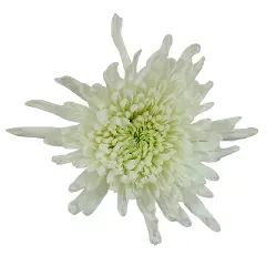 Chrysanthemums White Unica Novelty 