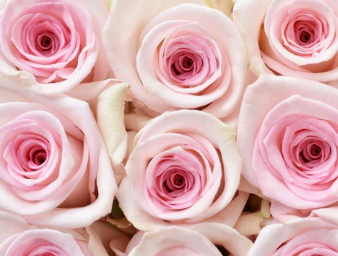 40cm Roses Light Pink Sweet Sofia 