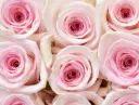 40cm Roses Light Pink Sweet Sofia 