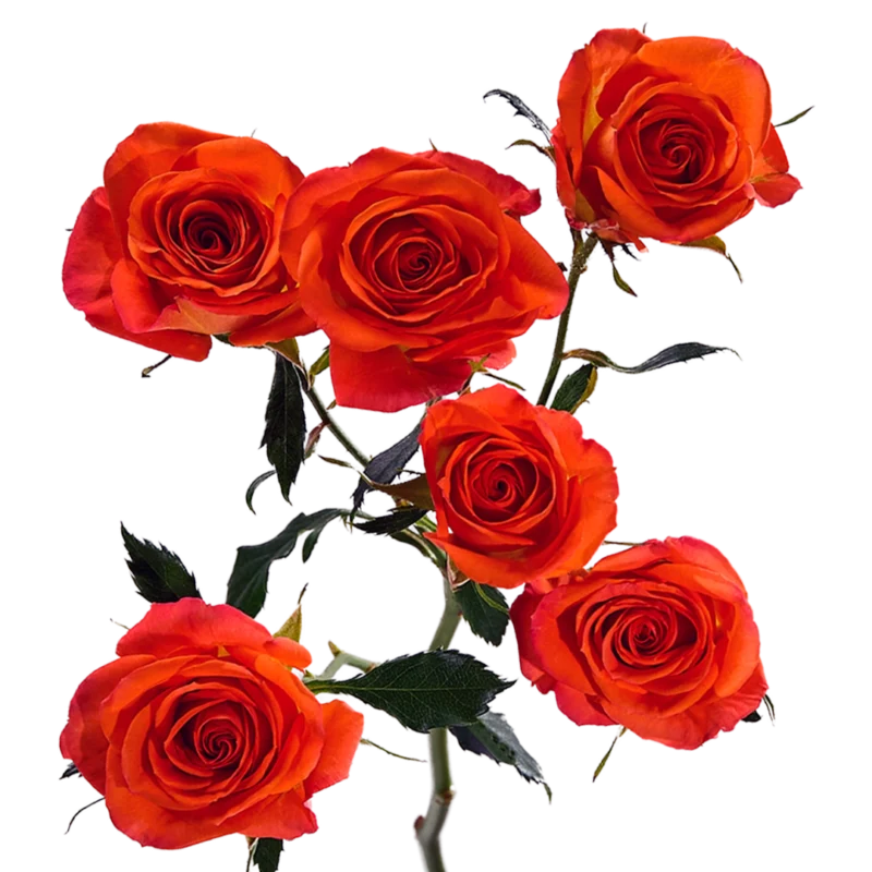 Spray Roses Bright Orange Taurus