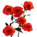 Spray Roses Bright Orange Taurus