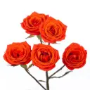 Spray Roses Orange Lava Sensation