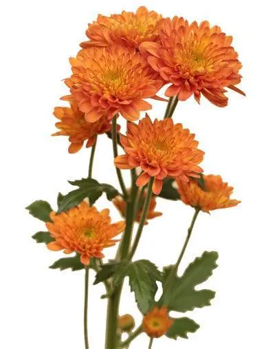 Chrysanthemums Orange Drum