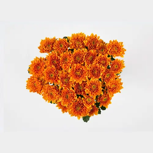 Chrysanthemum Orange Wood 