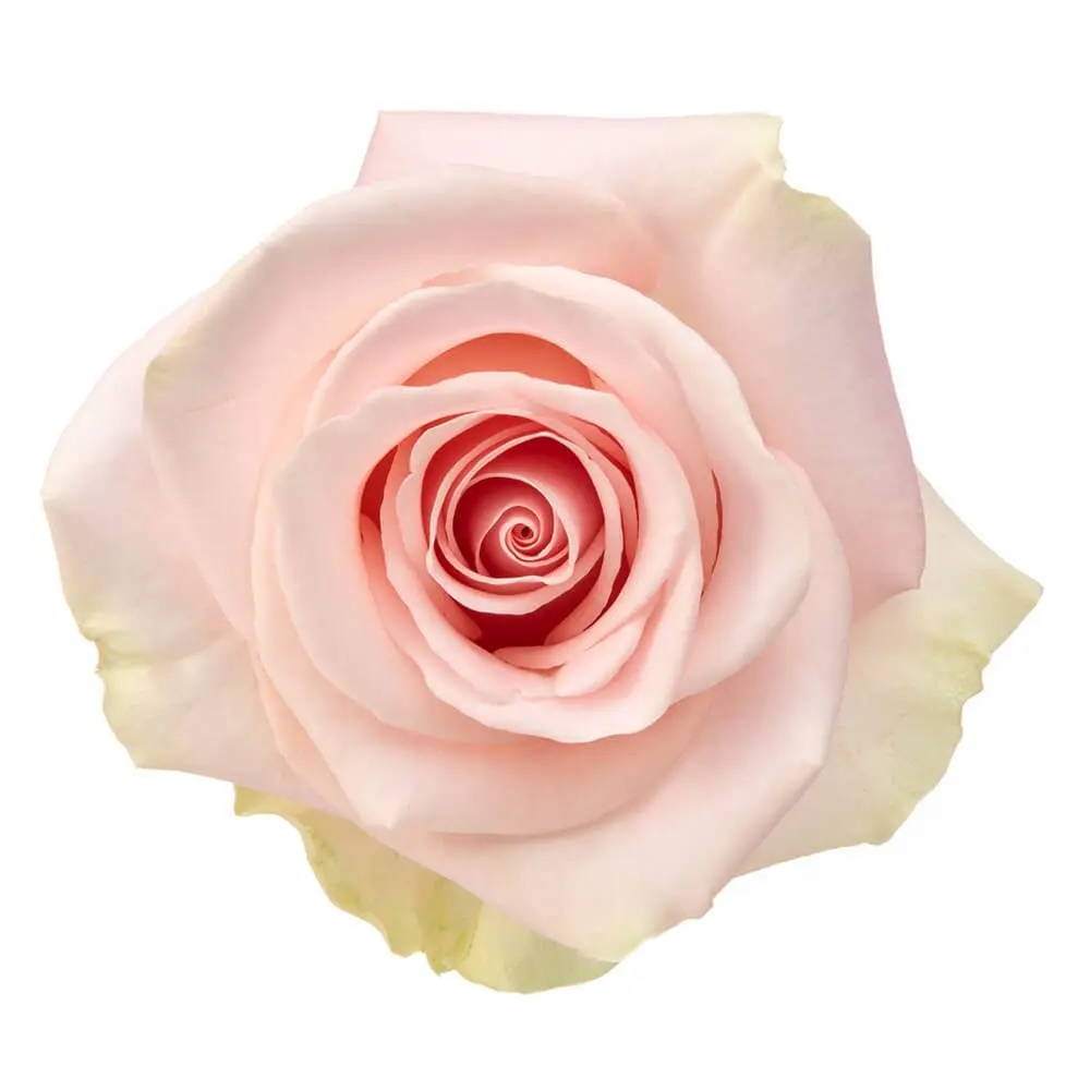 40cm Roses Light Pink Blessing