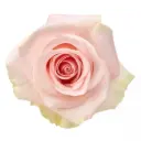 40cm Roses Light Pink Blessing