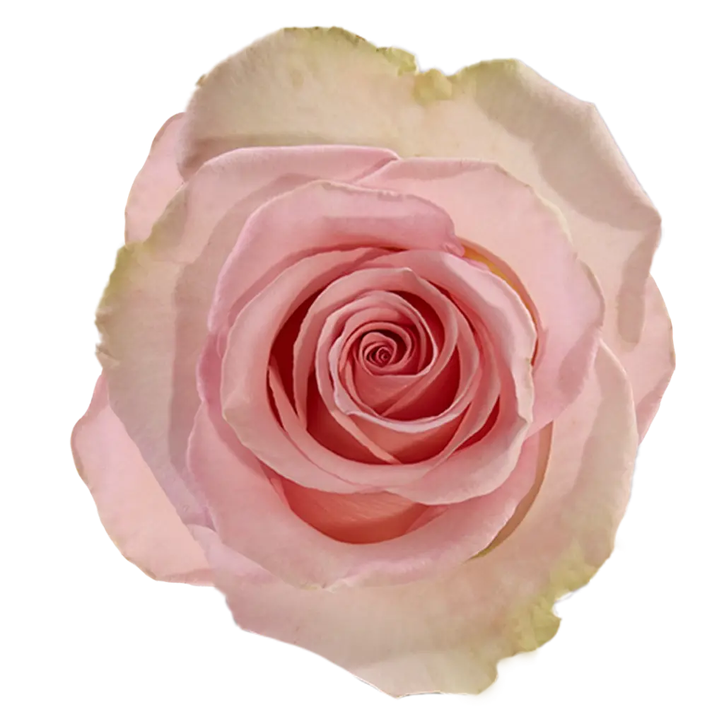 50cm Roses Light Pink Blessing