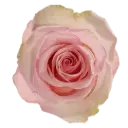 50cm Roses Light Pink Blessing
