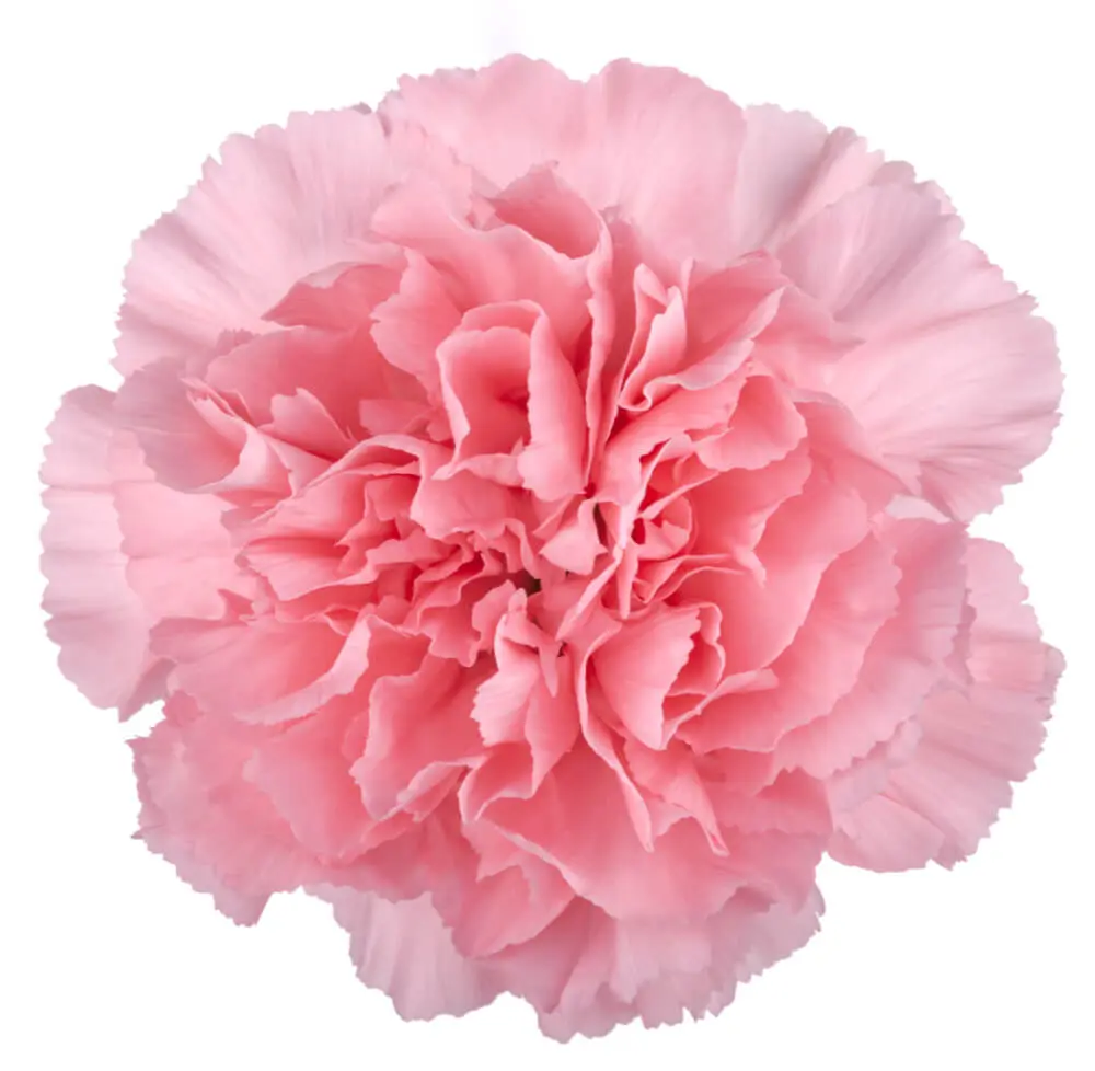 LG Carnations Light Pink Doncel