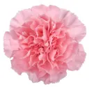 LG Carnations Light Pink Doncel 
