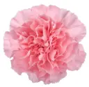 LG Carnations Light Pink Doncel