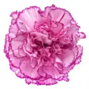 LG Carnations Lilac/Purple Boheme 