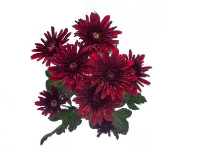Chrysanthemums Novedad Red 