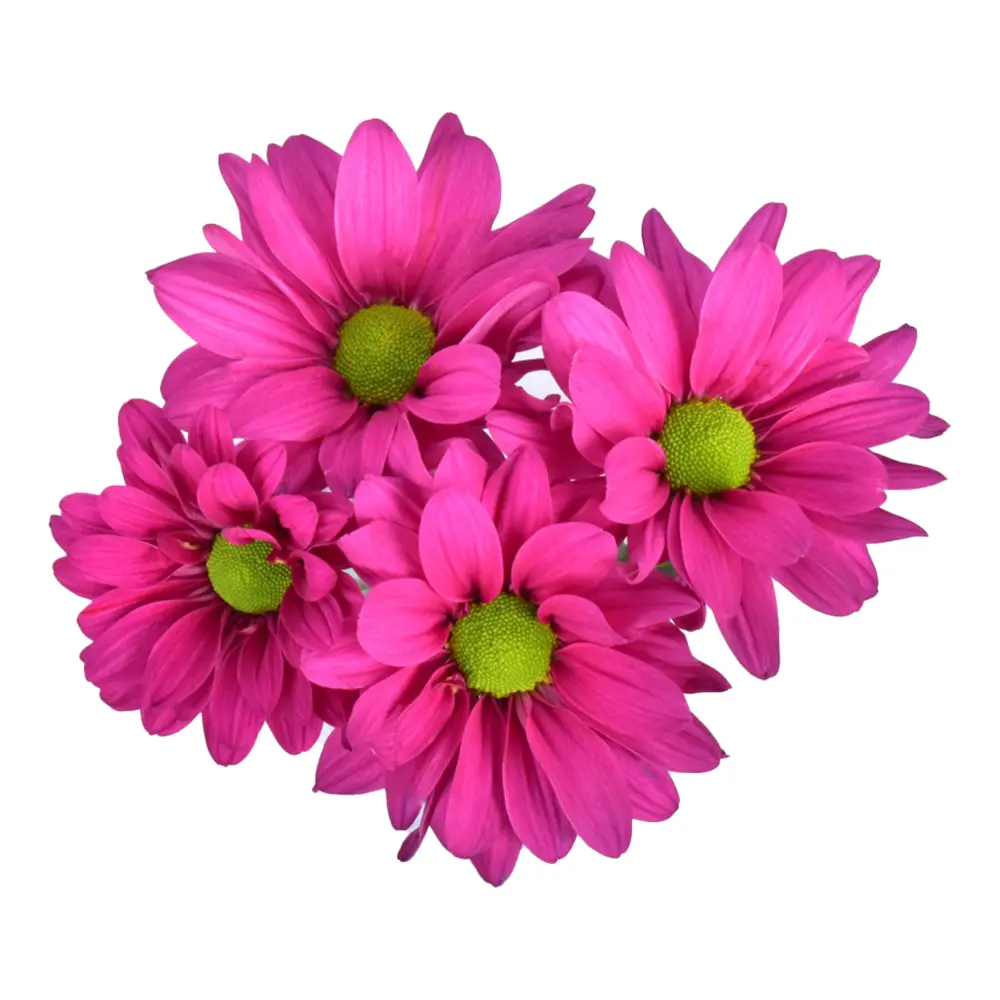 Daisies Purple Randal