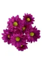 Daisies Purple Randall