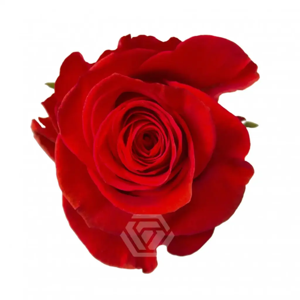 40cm Roses Deeply Burnt Orange New face 