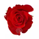 40cm Roses Deeply Burnt Orange New face 