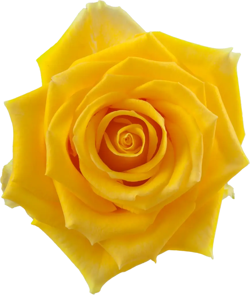 40cm Roses Yellow Light House 