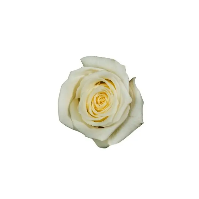 40cm Roses White Cotopaxi 