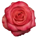 50cm Roses Hot Pink Lady Amira