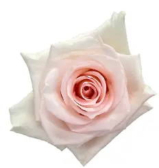 40cm Roses Baby Pink Atlas  