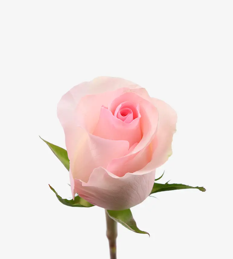 40cm Roses Light Pink Christa