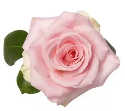 50cm Roses Light Pink Sophie