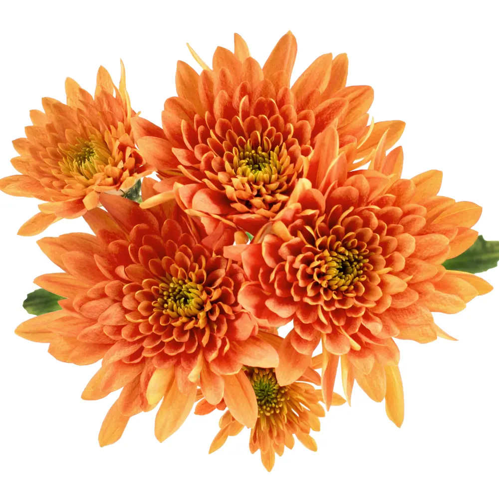 Chrysanthemums Grand Prestige 