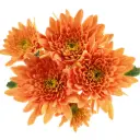 Chrysanthemums Grand Prestige 
