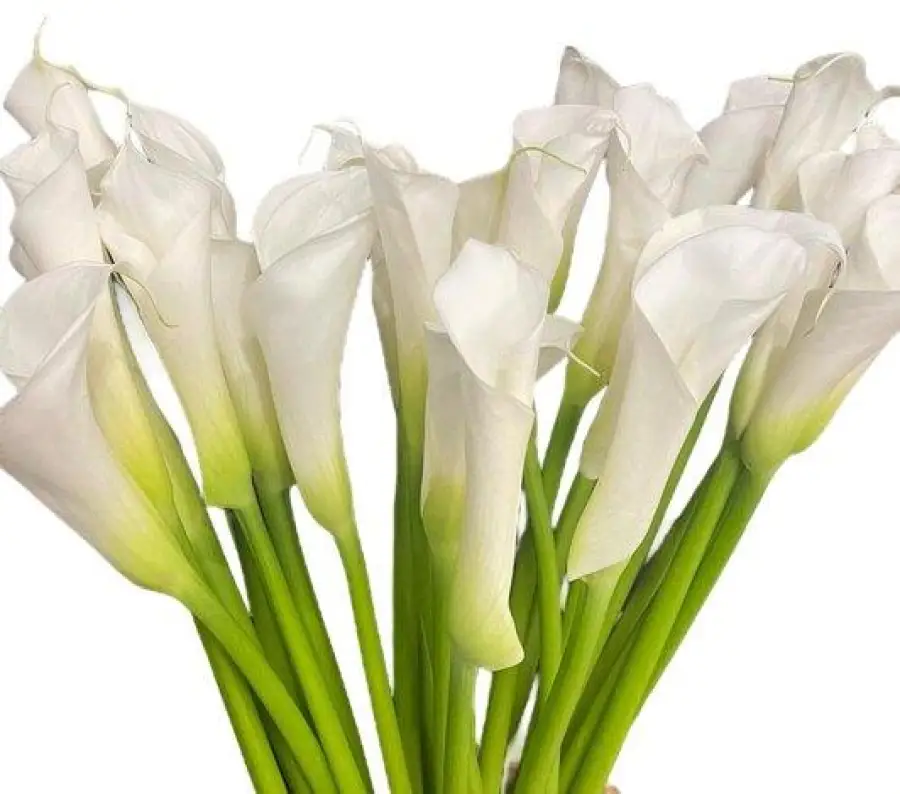 Large Calla Lilies White
