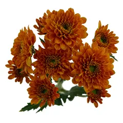 Chrysanthemums Bronze Drum