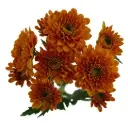 Chrysanthemums Bronze Drum
