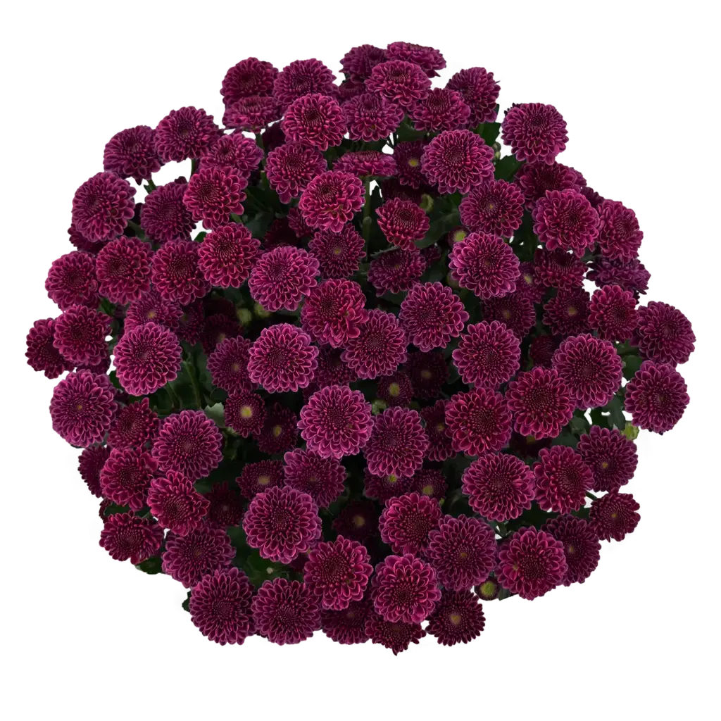 Buttons Deep Purple Artiga 