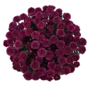 Buttons Deep Purple Artiga 