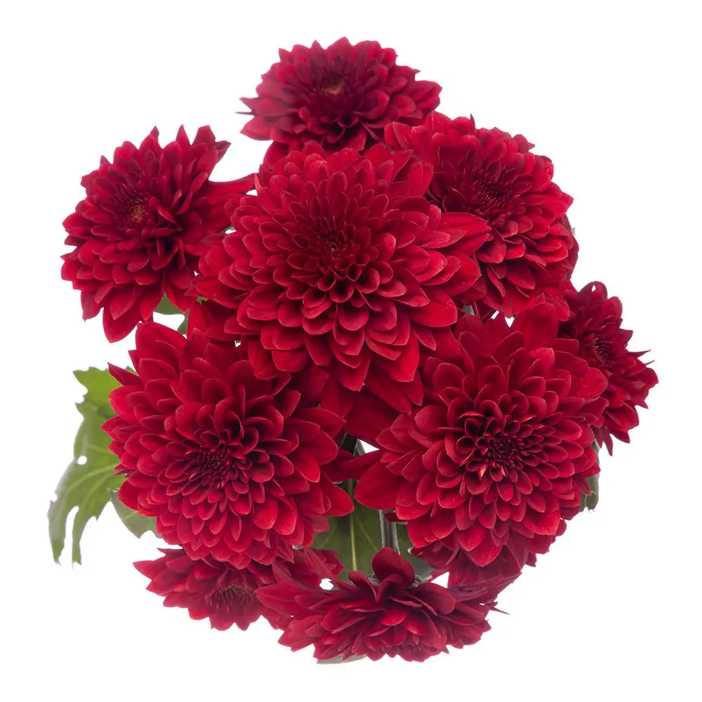 Chrysanthemum Red Testarossa