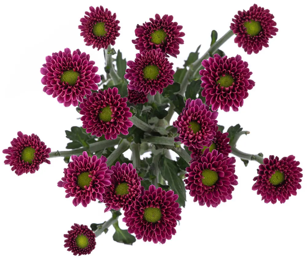 Micropom Wallace (10st)