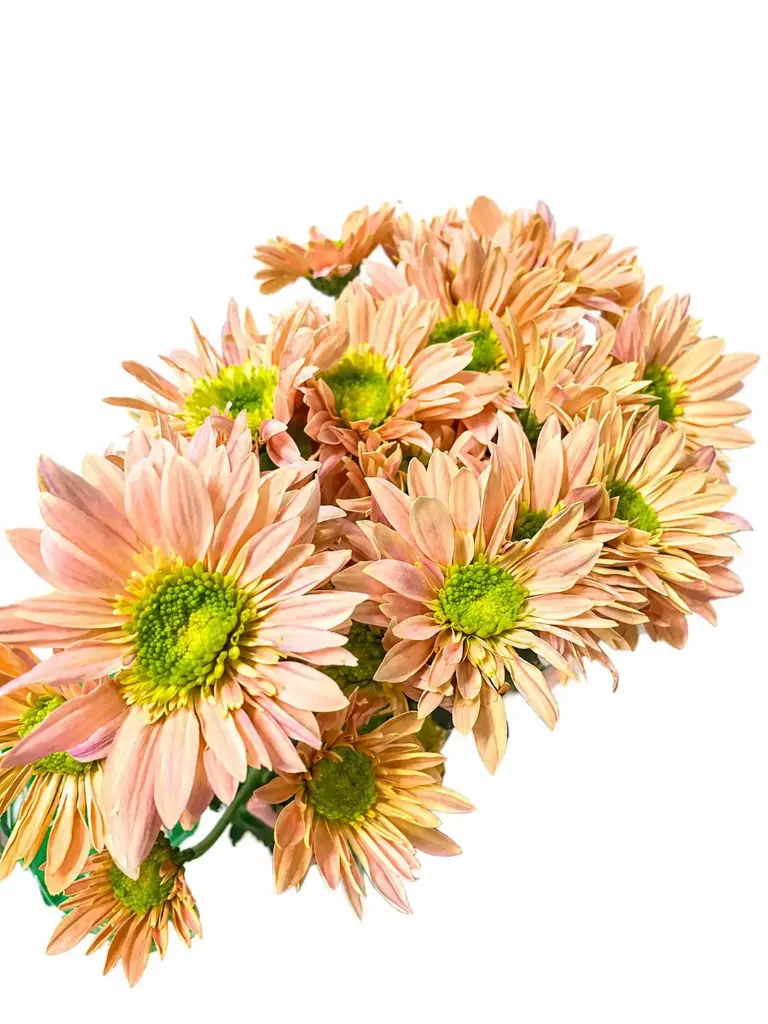 Chrysanthemum Novelty Peach Adele