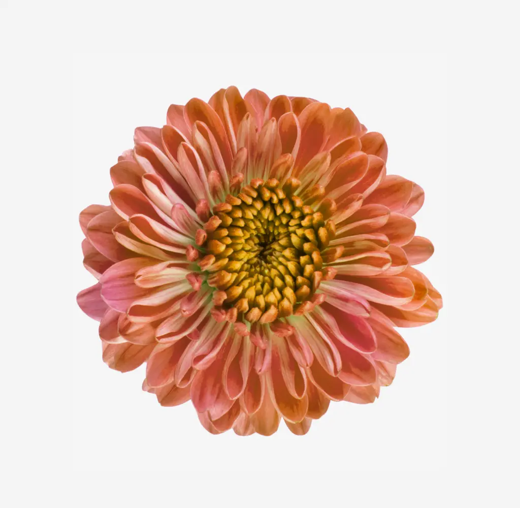 Chrysanthemum Novelty Peach Adele