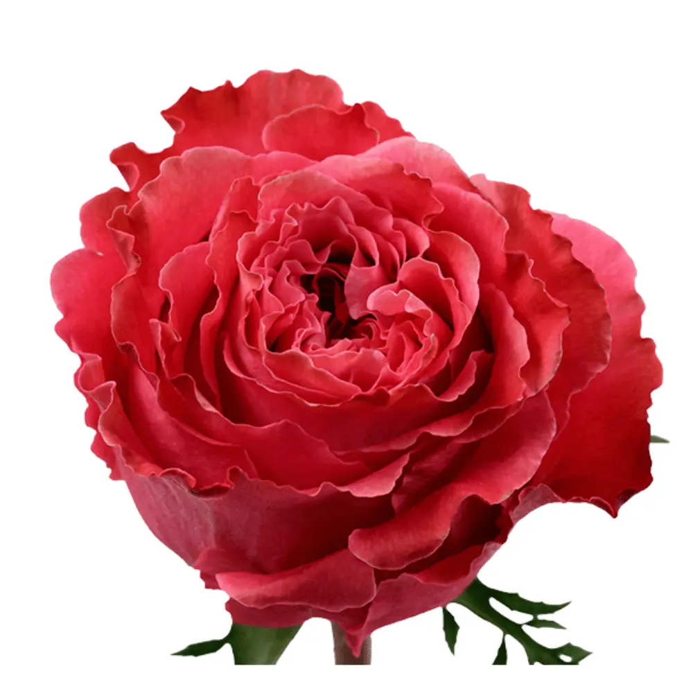 40cm Garden Roses Medium Pink Country