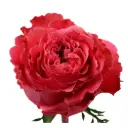 40cm Garden Roses Medium Pink Country