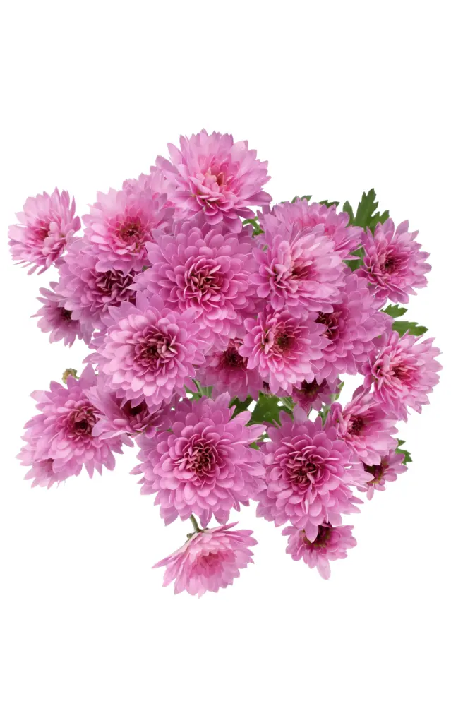Micro Pompon Lilac Kami