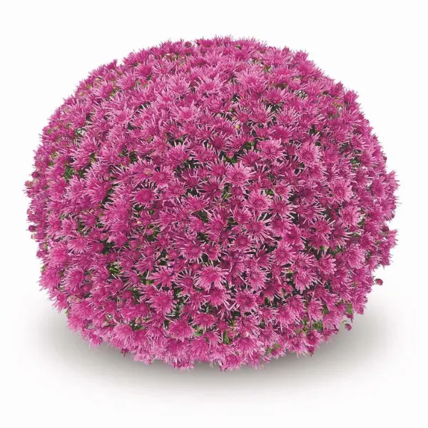 Chrysanthemums Lilac Kans Novelty