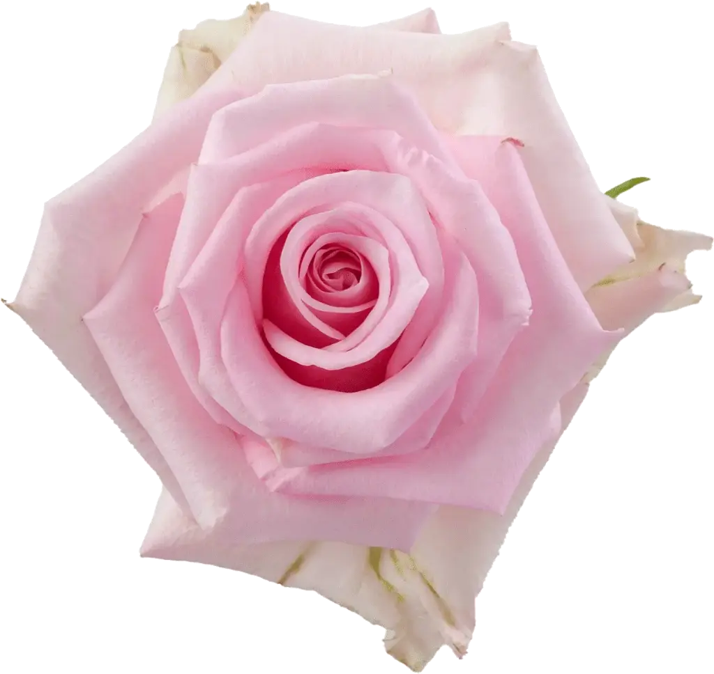 40cm Roses Light Pink Jessica 