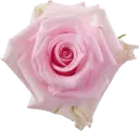 40cm Roses Light Pink Jessica 