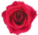 40cm Roses ASR