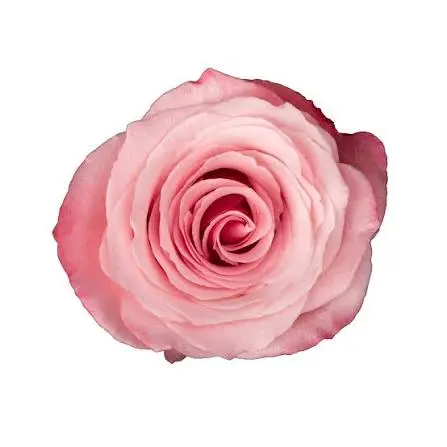 50cm Roses Asr Colors