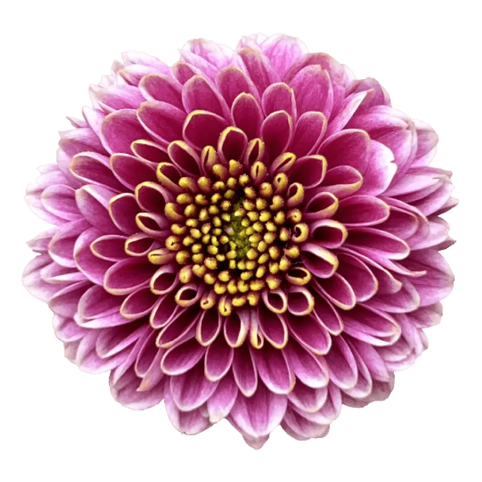 Buttons Purple Okada