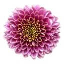Buttons Purple Okada
