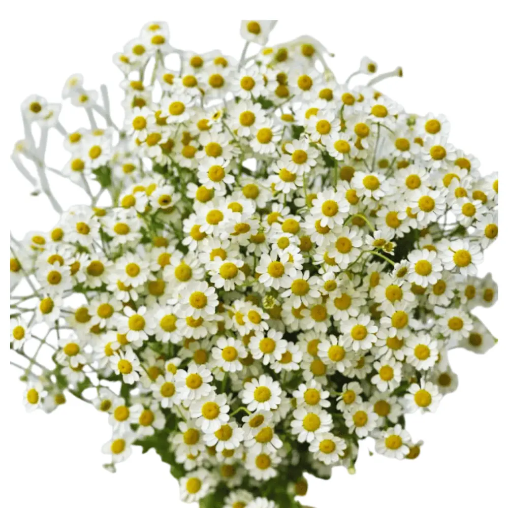 Chamomile Daisy